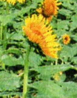2013081003.jpg